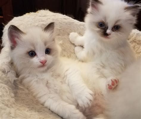 los angeles ragdoll kittens|where to buy ragdoll kittens.